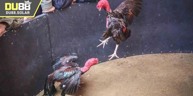 Các bước tham gia xem đá gà Thomo tại DU88