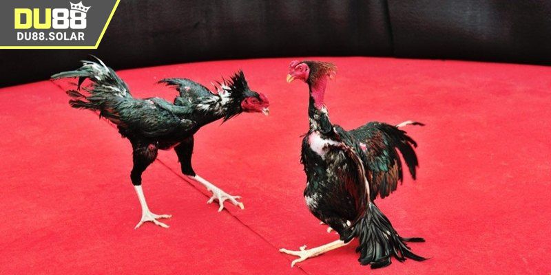 Điểm nổi bật khi xem đá gà Campuchia tại DU88