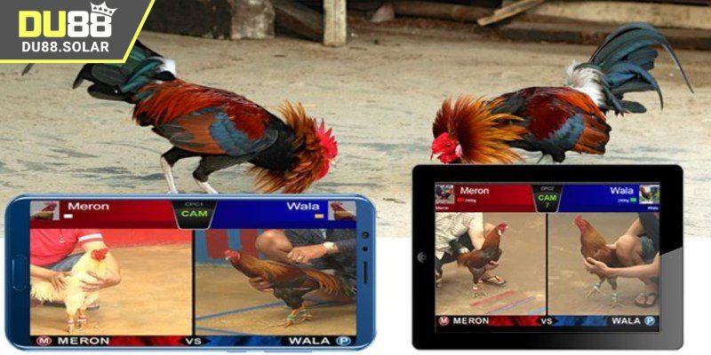 Khái quát về việc xem đá gà online miễn phí