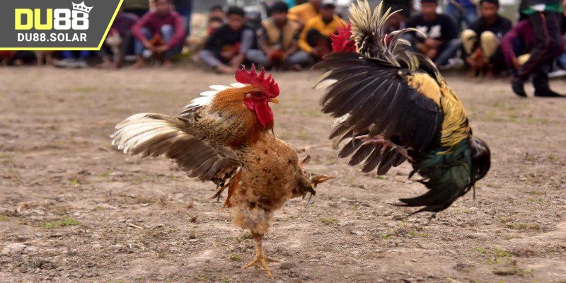 Sơ lược thông tin về đá gà live 24/7