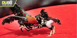 Trực tiếp đá gà Thomo