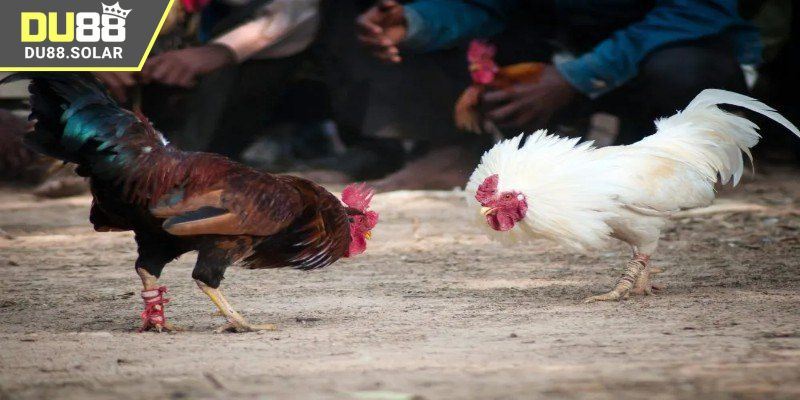 Ưu điểm khi chơi đá gà tại nhà cái