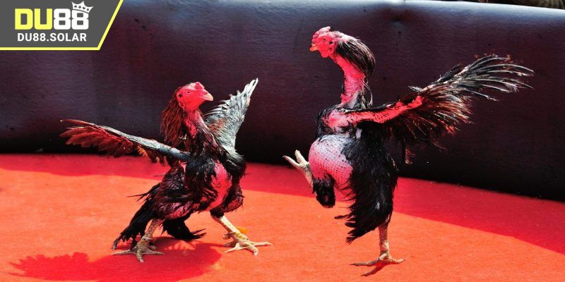 Ưu điểm khi xem đá gà Thomo tại DU88